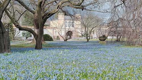 karlsruhe_botan-garten_scillablüte_foto-th-huber_ssg-pressefoto