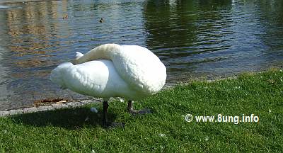 Kopfloser Schwan