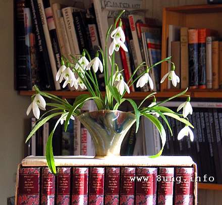 Schneeglöckchen in der Vase