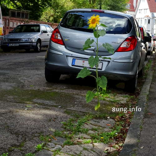 Sonnenblume wächst aus dem Strassenbelag