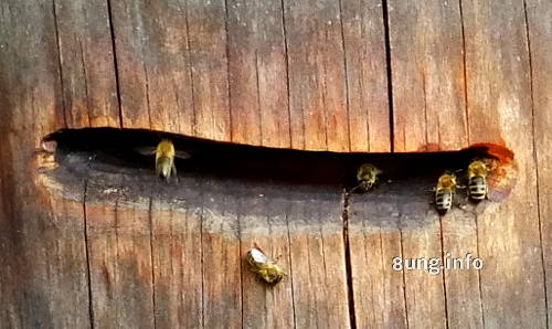 Bienen vor dem Flugloch