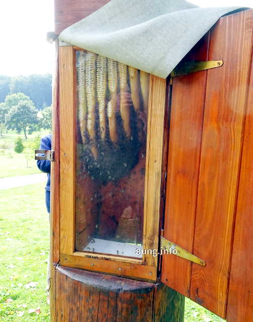 gläserner Bienenstock