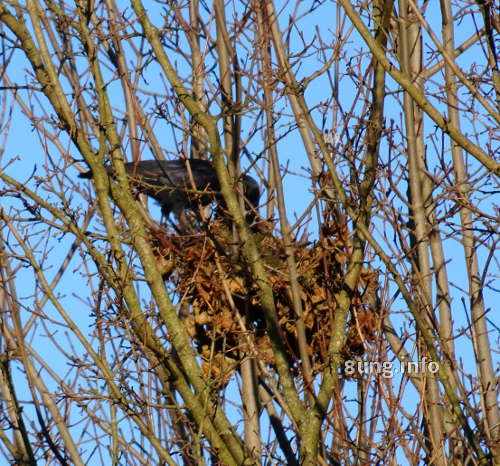 Rabenvogel auf dem Nest