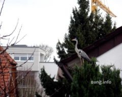 Graureiher auf dem Baum im Garten