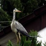 Stehender Graureiher mit Blick nach hinten