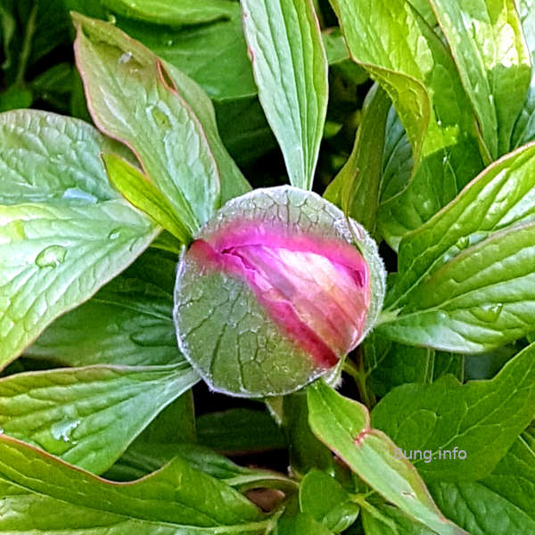 rosa Blütenknospe einer Pfingstrose