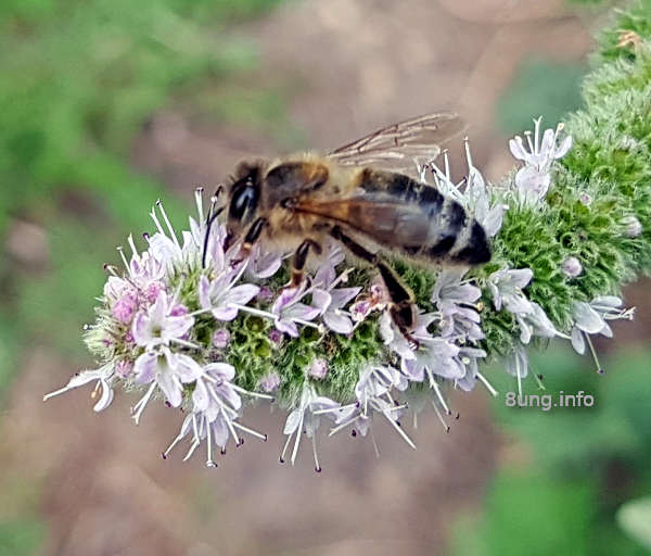 Biene auf Minzblüte