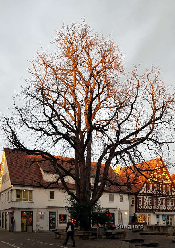 Wetter im Dezember - Baum, grauer Himmel mit Sonnenschein