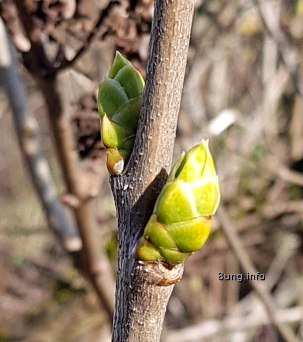 Flieder Knospen