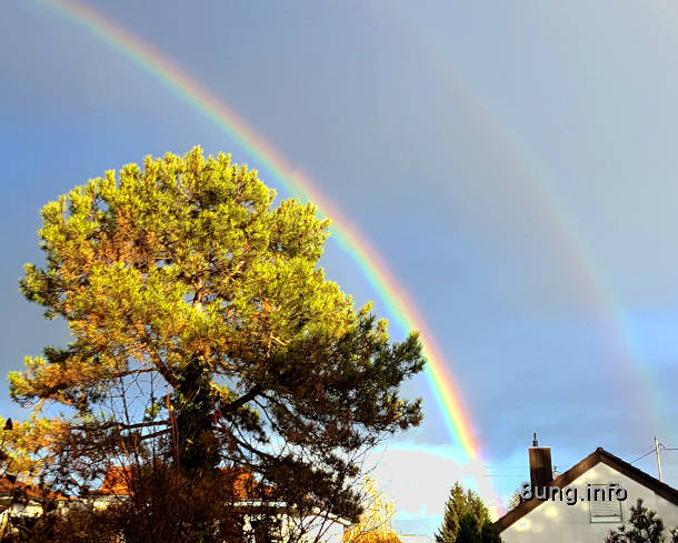 doppelter regenbogen hinter einem Baum