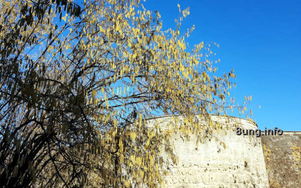 Haselnuss-Strauch vor blauem Himmel