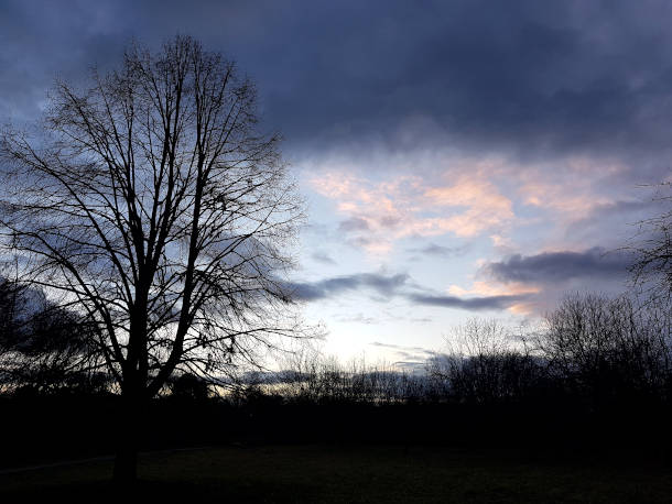 grauer Himmel, schwarze Bäume