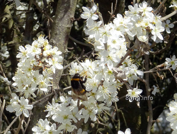 schlehenblüte mit Hummel