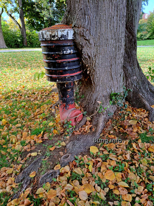 Baum mit eingewachsenem Hydranten, ganz nah