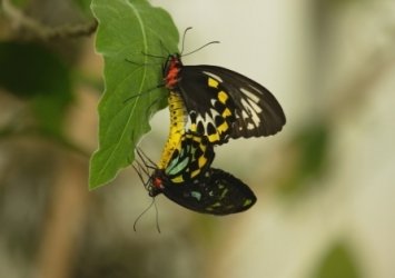 Paarende Schmetterlinge. Bild aus dem Naturfilm: Sex, Lies and Butterflies – Wunderwesen Schmetterling