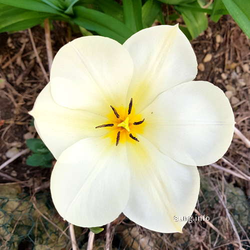 Welche Farben können Tulpen haben?