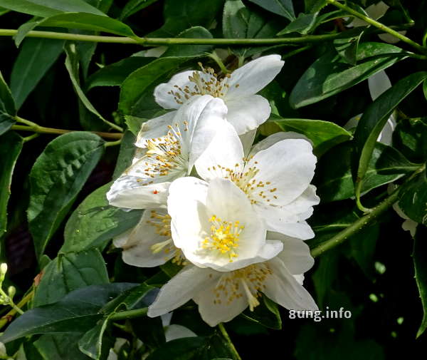 weisse Jasminblüten