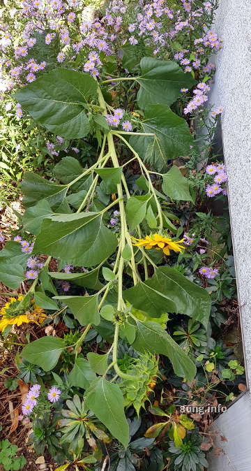 Sonnenblumen knicken in die Sommerastern